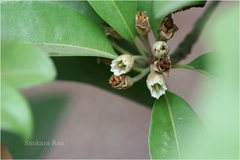 Manilkara zapota